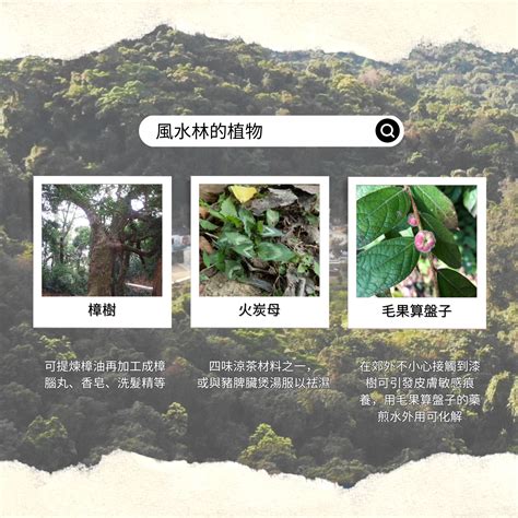 風水林|Nature Story